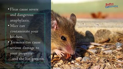 The Harmful Effects of Pest Control Problems|Watch Now