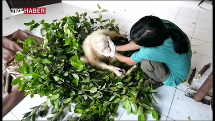 Albino orangutan ilgi odağı oldu