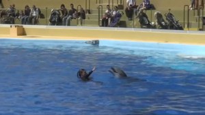 France Bans Reproduction Of Dolphins In Captivity