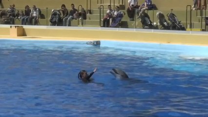 France Bans Reproduction Of Dolphins In Captivity