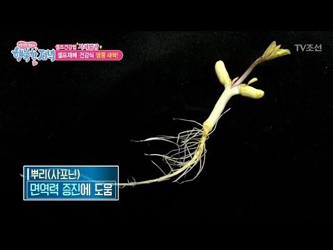 직접 재배가 가능한 땅콩새싹의 효능! [행복한 저녁] 18회 20170511