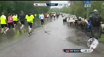 Des moutons rejoignent une course à pied