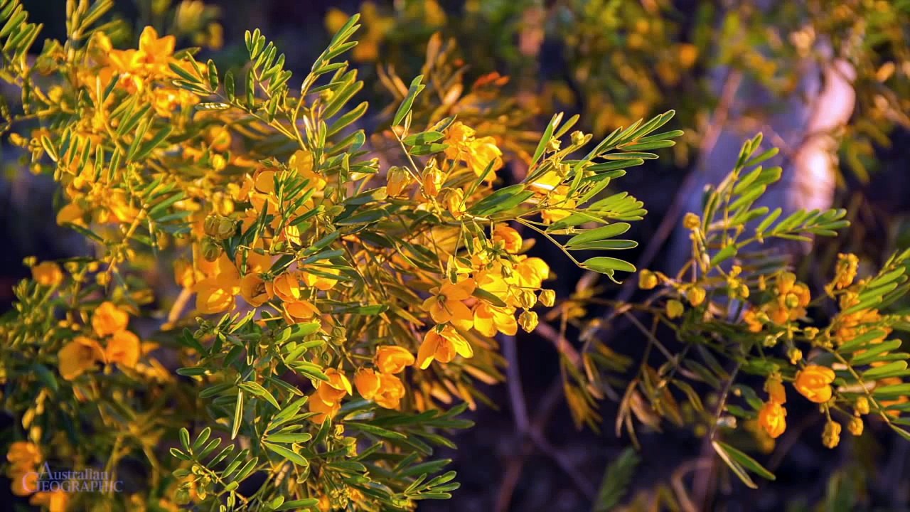 Karijini National Park, région de Pilbara en Australie