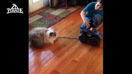 Une voiture électrique tire un chat pour faire le ménage