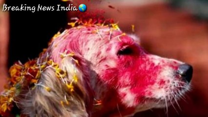 OMG ! इस मंदिर मे मेंढक की होती है पूजा ! Breaking News