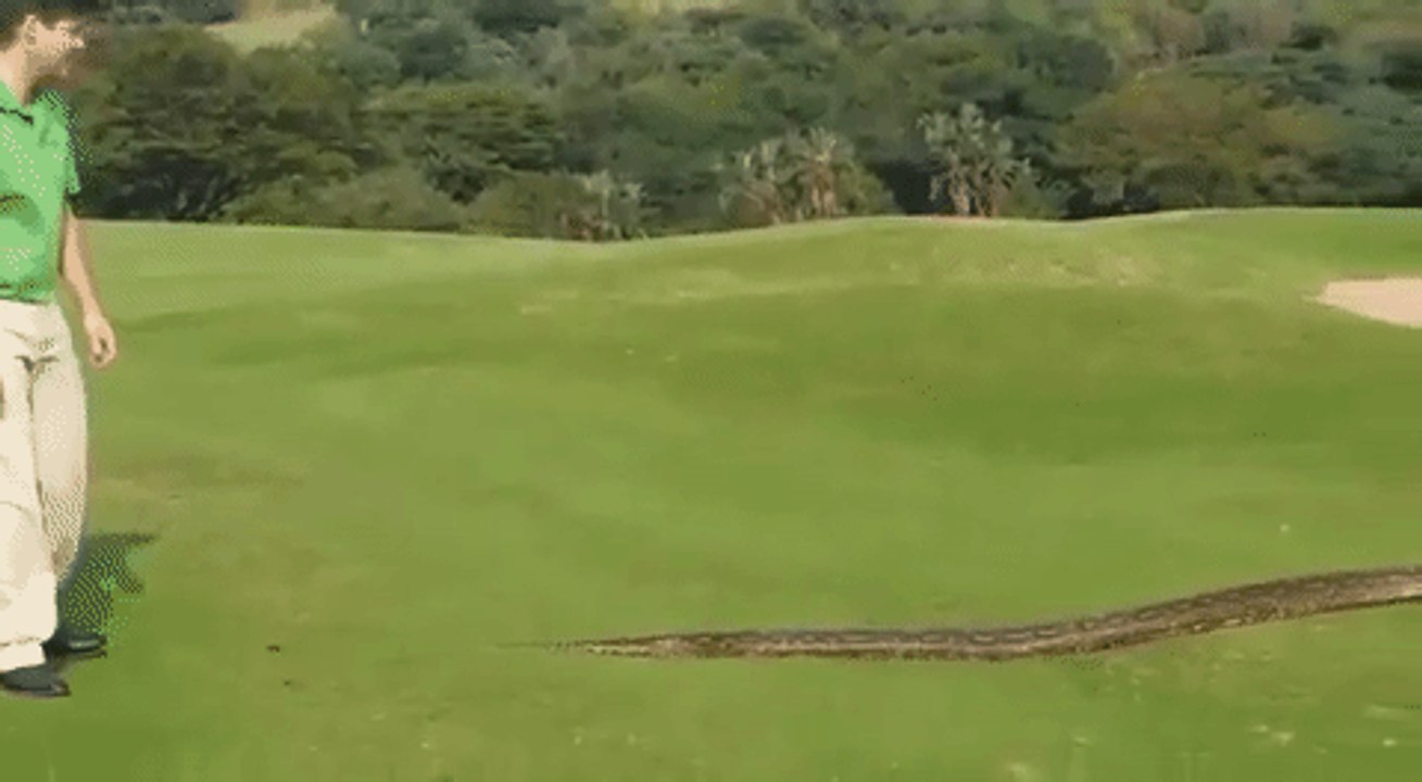Enormous Python Slithers Onto Golf Course in Zimbali, South Africa