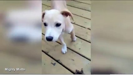 'Saddest dog in the world' in Canada faces being put down _ 2017