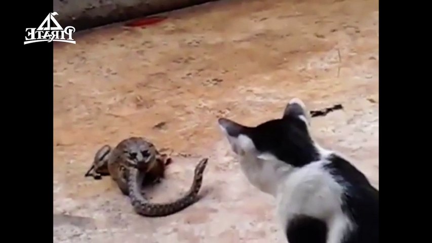 Un Crapeau Mange Un Serpent Et Le Serpent Attaque Le Chat Video Dailymotion
