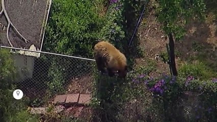 Etats-Unis : Ba Bao, le chien qui n'avait pas peur des ours