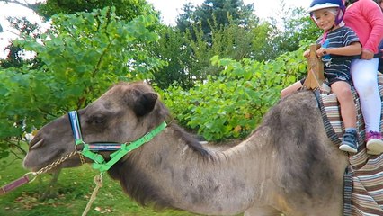VLOG - BALADE EN DROMADAIRE & Animaux Rigolos