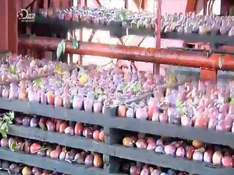 How It's Made Pitted Prunes