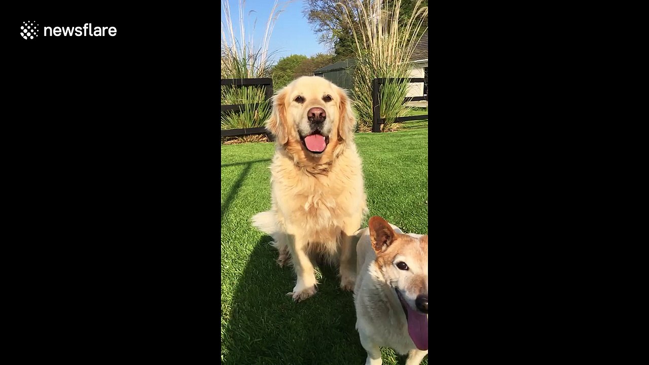 Two dogs try to catch the same ball with comical consequences