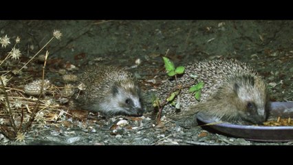 DES HÉRISSONS DANS MON JARDIN