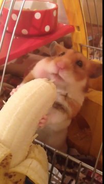 Ce hamster mange une banane.. trop chou !