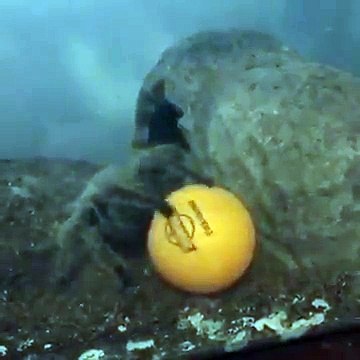 Cette mygale géante joue avec une balle de ping pong