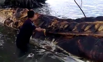 Bangkai Hewan Raksasa di Maluku Ini Adalah Paus Sperma