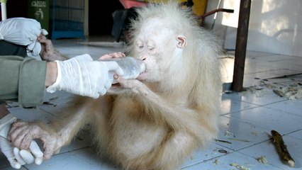 Indonesia busca nombre simbólico para un orangután albino