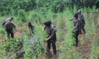 Puluhan Polwan Ini Musnahkan Ladang Ganja Seluas 4 Hektar