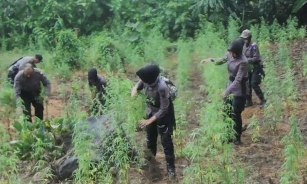 Puluhan Polwan Ini Musnahkan Ladang Ganja Seluas 4 Hektar