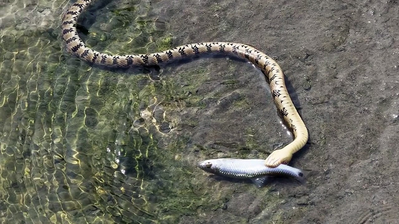Ce serpent pêche un poisson et le mange !!