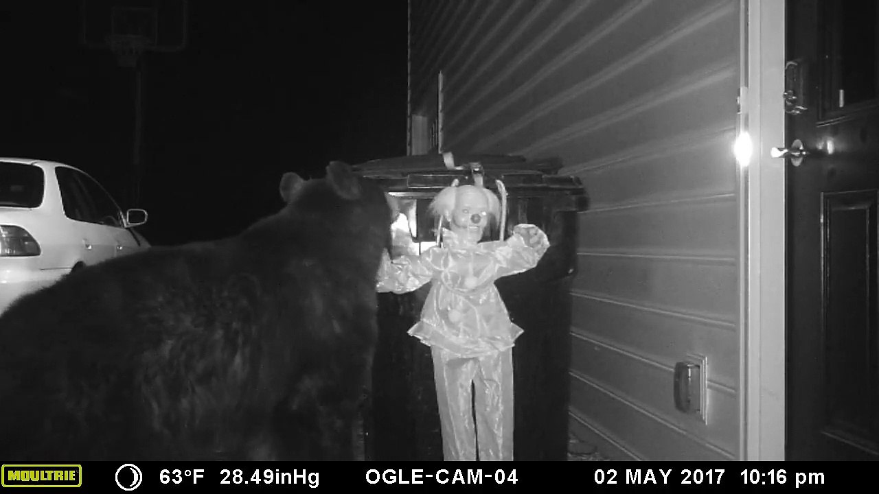 Effrayer un ours qui veut bouffer la poubelle... CHECK