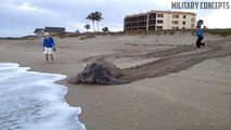 La plus grande tortue du monde repart à la mer !