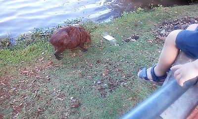 Capivara No Lago Do Amor