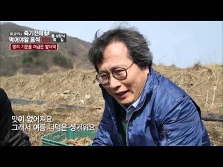 땅의 기운을 머금은 밭더덕! 가장 맛있는 시기는? [황교익의
