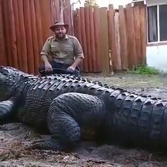Now this might be the biggest gator I've ever seen .