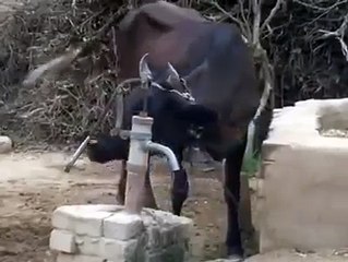 Intelligent Cow dinking water