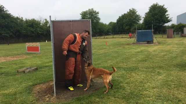 Exercices pour un concours canin de ring