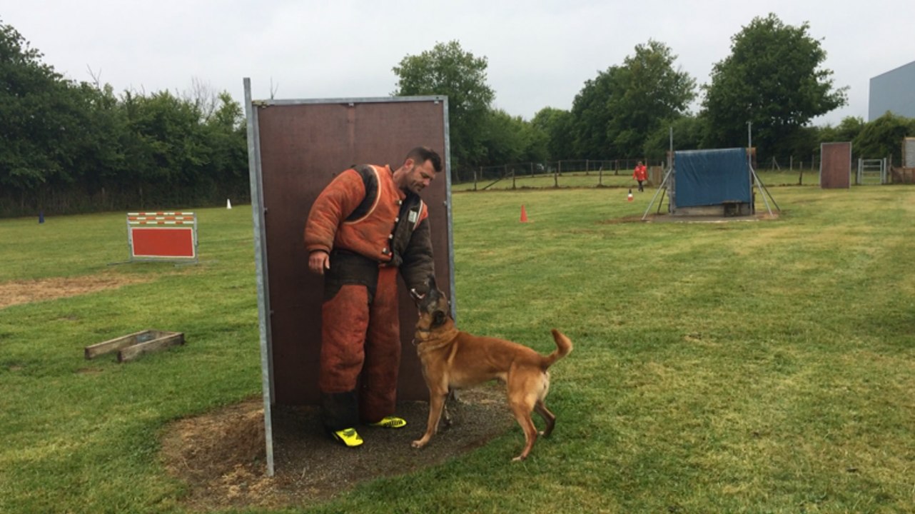 Exercices pour un concours canin de ring