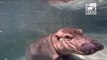 Cincinnati Zoo's Baby Hippo Swims with Divers