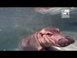 Cincinnati Zoo's Baby Hippo Swims with Divers