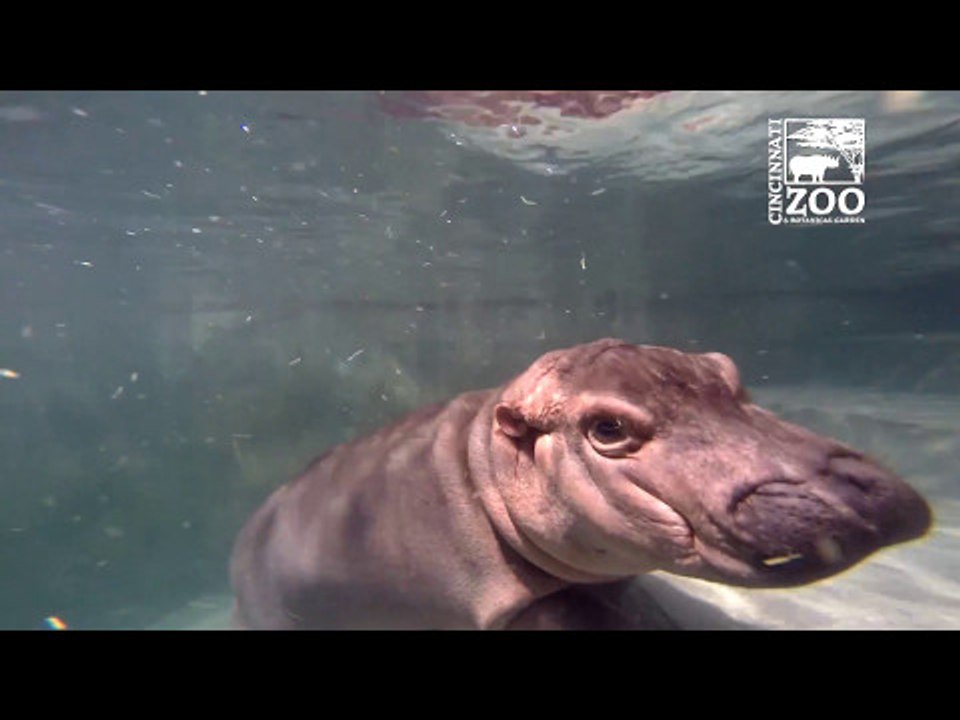 Cincinnati Zoo's Baby Hippo Swims with Divers