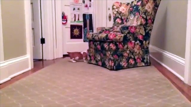 Un chiot adore joué avec son copain lapin !