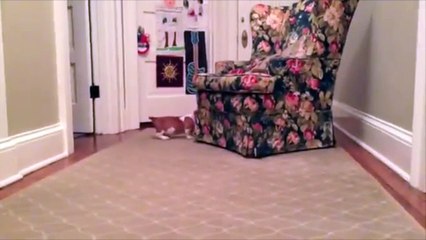 Un chiot adore joué avec son copain lapin !