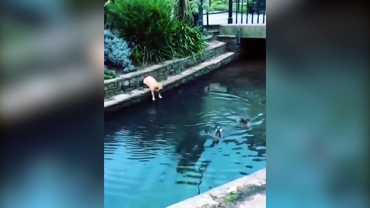 Pas toujours évident d'attraper les canards !