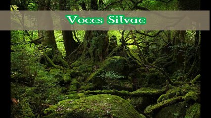 13 - Por que parar de comer produtos de origem animal?