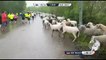 Des moutons participent à une course à pied en Allemagne