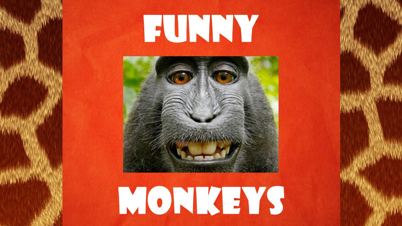 Best Funny Monkeys Compilation