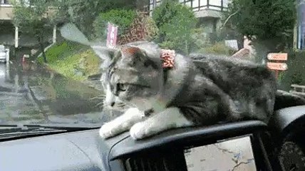 KEDİNİN SİLECEKLE KAVGASI