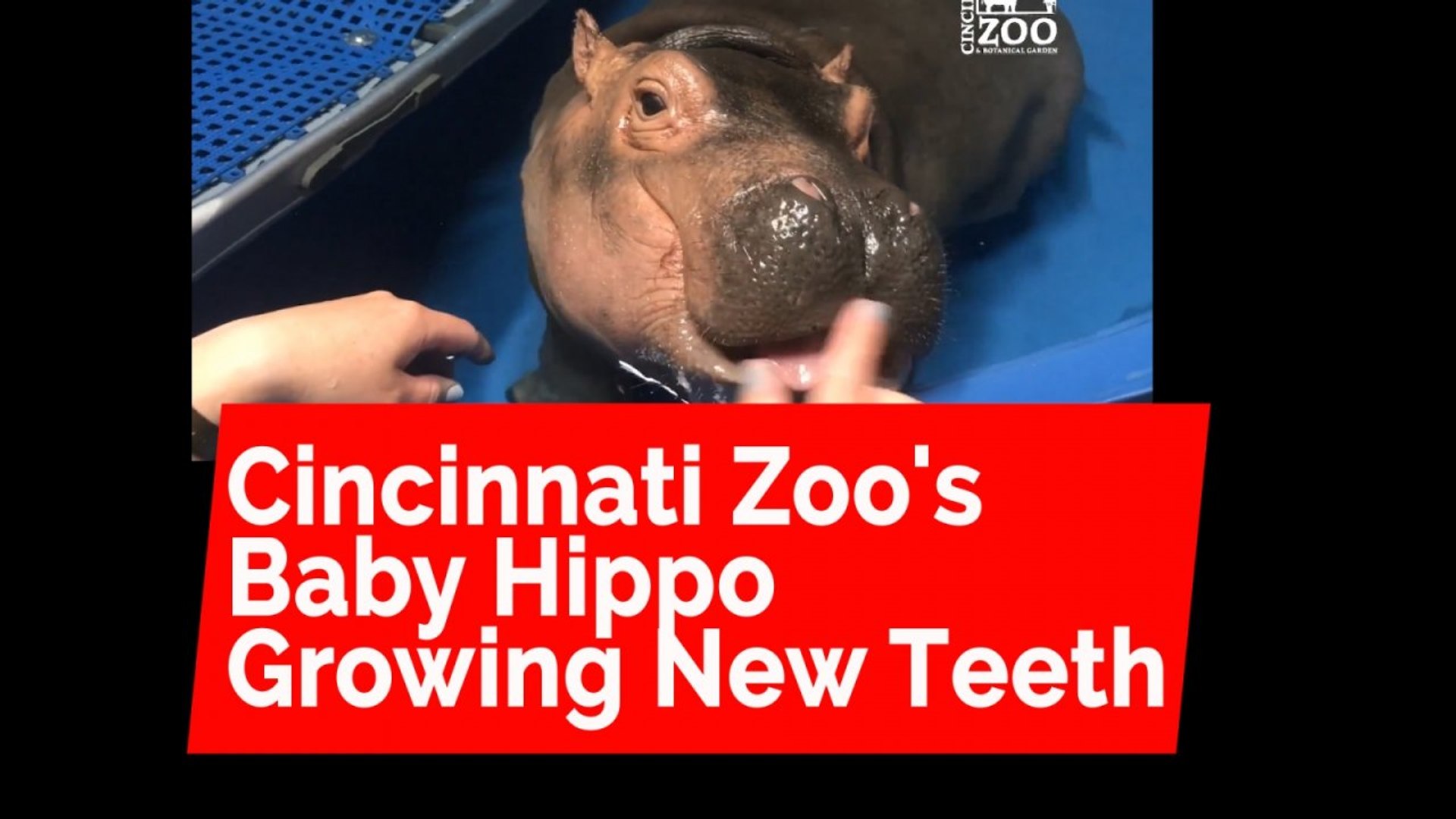 Cincinnati Zoo S Baby Hippo Is Growing New Teeth Video Dailymotion