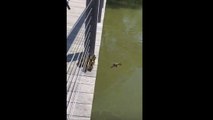 Une famille de canards saute dans l'eau