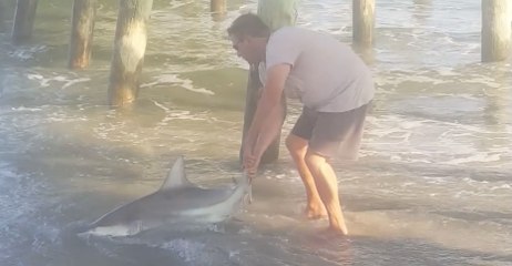 Beachgoers Help a Shark in Myrtle Beach, South Carolina