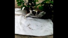 Puppy playing with potatoes