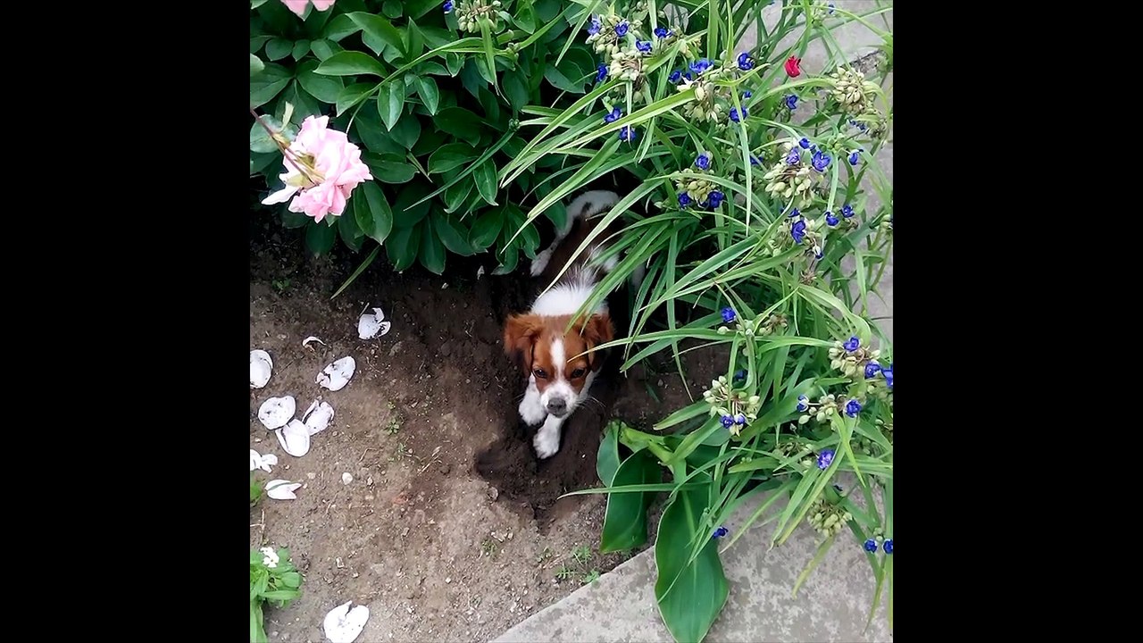 Puppy gardening