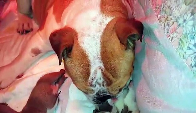 Mariage Nelly et Hero : une merveilleuse maman !