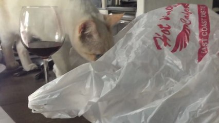 Chat vs Sac plastique