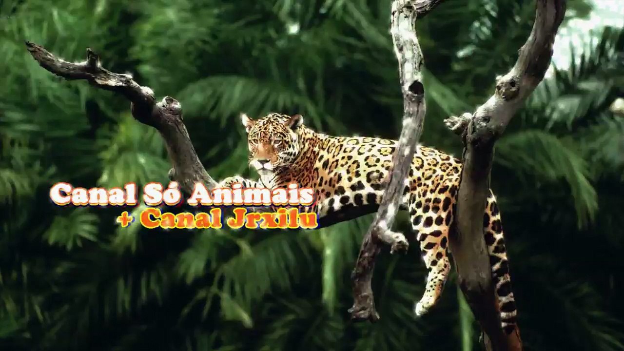 TUBARÃO PERSEGUE MERGULHADOR